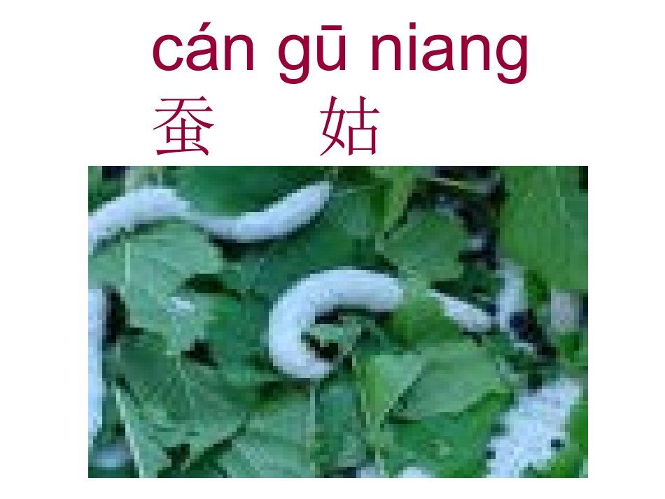 《蚕姑娘》课件_第1页