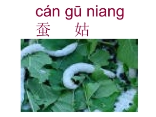 《蚕姑娘》课件