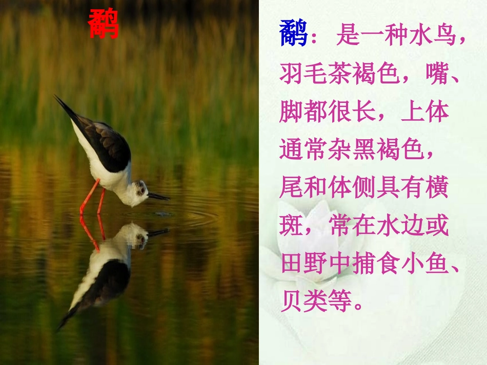 鹬蚌相争公开课正式课件_第3页