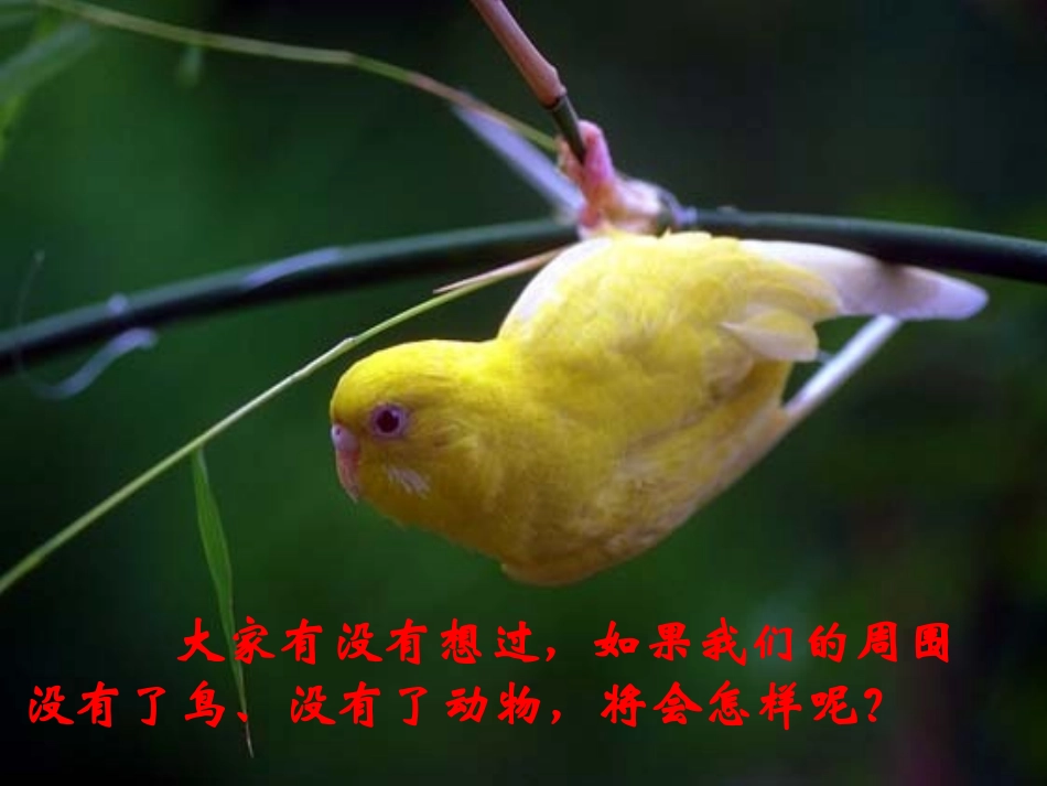 第三章动物在生物圈中的作用_第3页