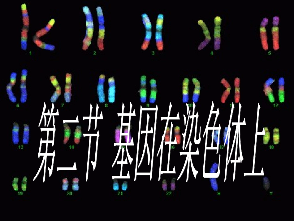 第二节基因在染色体上_第1页