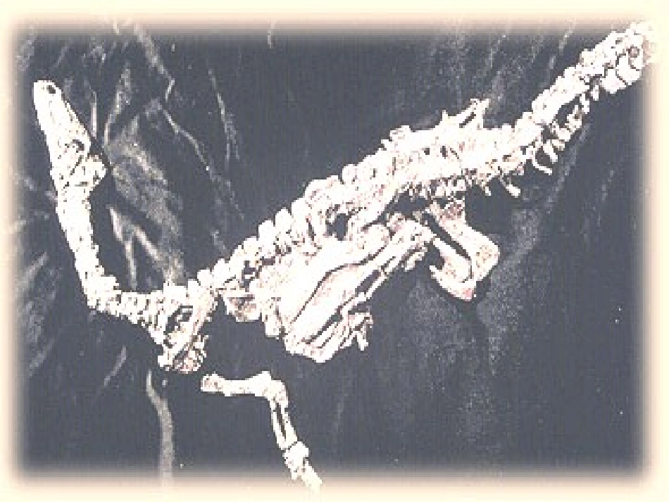 人教版小学语文二年级上册《活化石》PPT课件_第3页