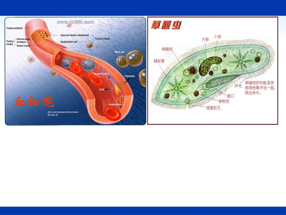 《细胞生活的环境》课件_第3页