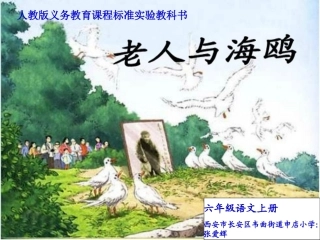 六年级语文上册《老人与海鸥》张爱辉