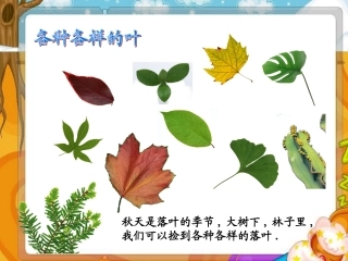 各种各样的叶