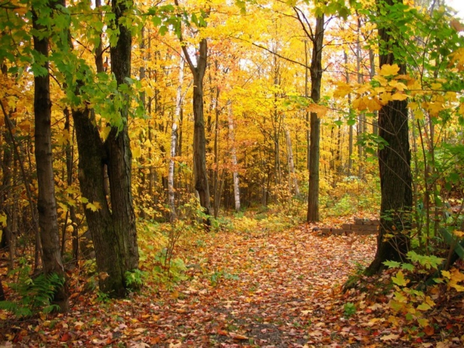 课文《秋天》课件_第2页