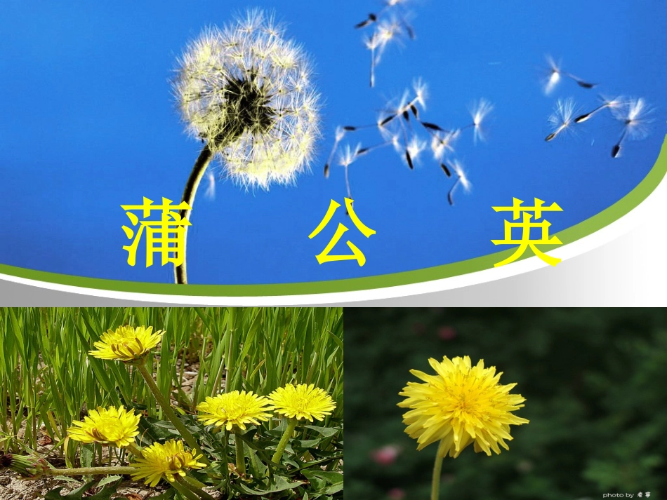 公开课蒲公英_第2页