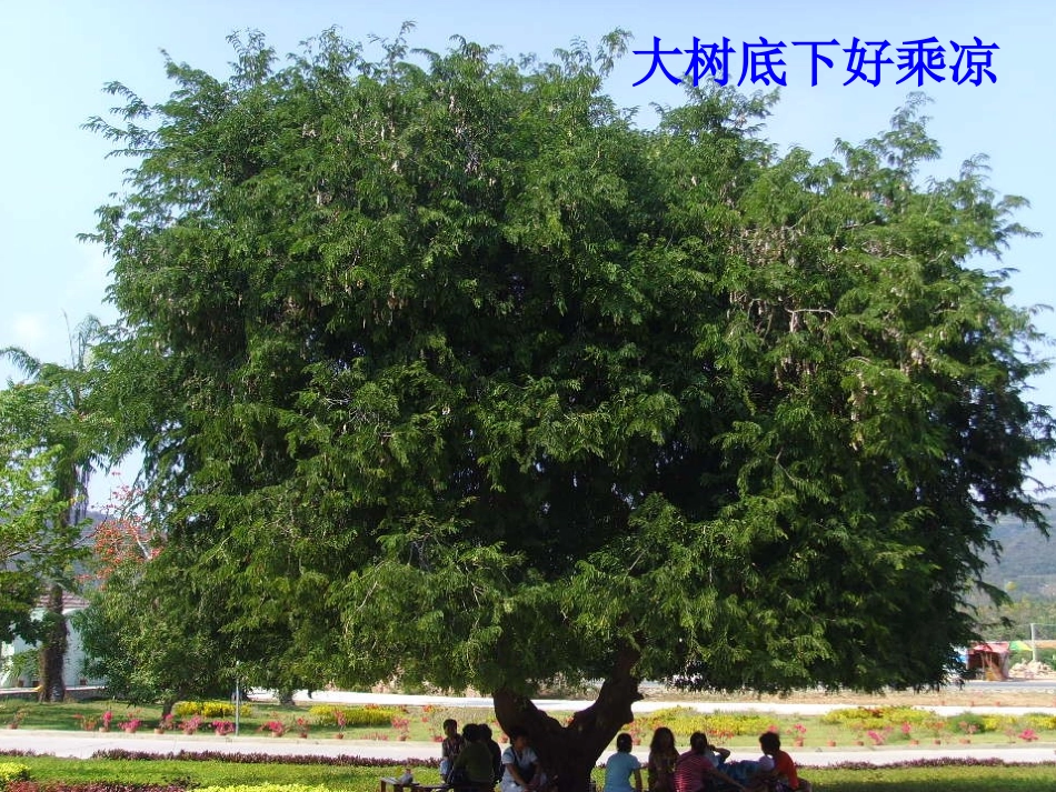 绿色植物的蒸腾作用（丁家志）_第1页