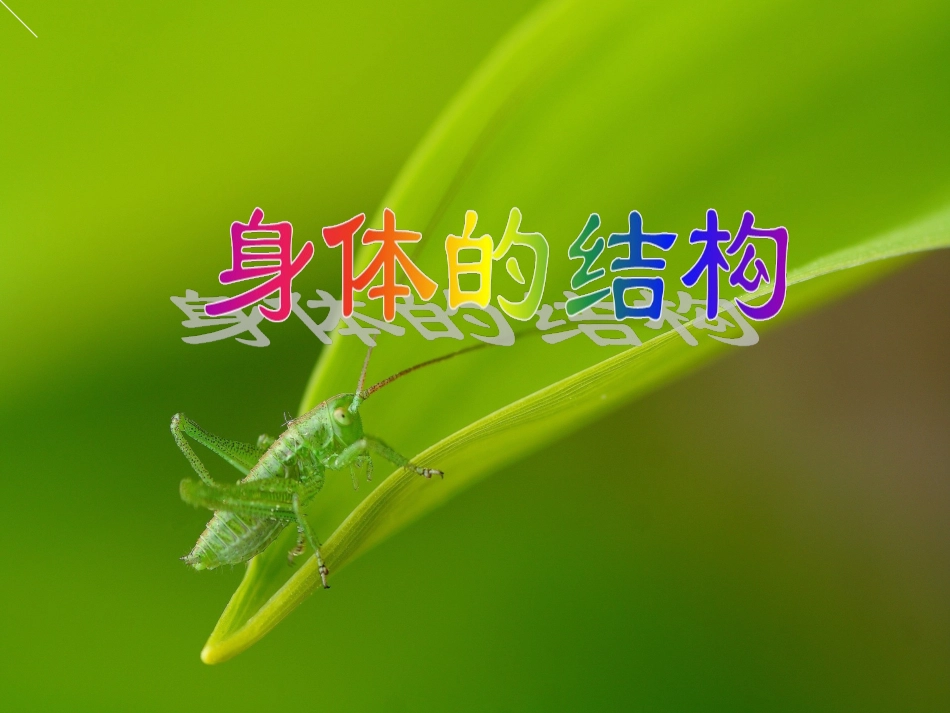身体的结构（四单元一课）_第1页