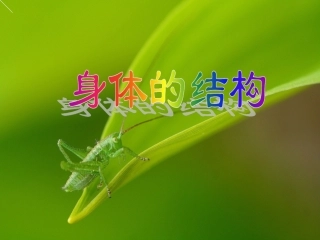身体的结构（四单元一课）