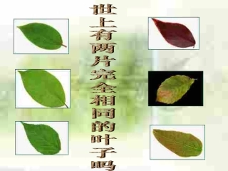 第七课时《生命因独特而绚丽》
