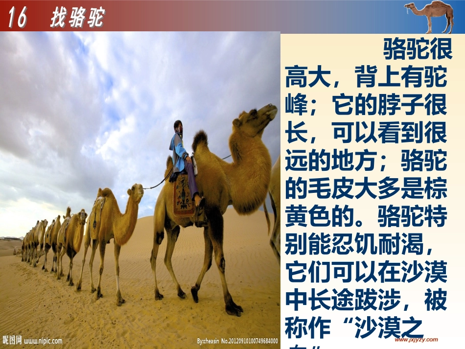 找骆驼教学课件lqy_第2页