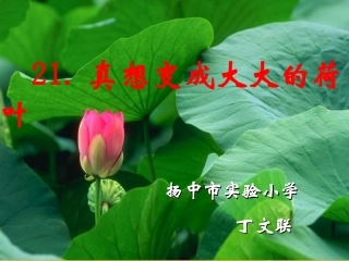 真想变成大大的荷叶课件