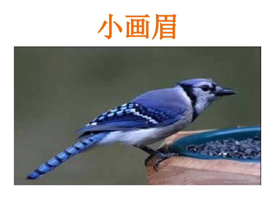 一年级语文《小画眉》PPT_第2页