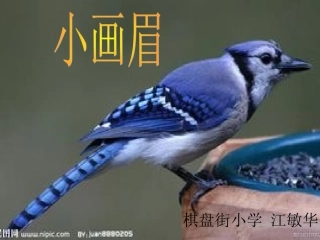 一年级语文《小画眉》PPT