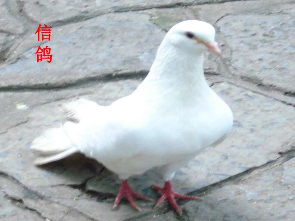 《雪儿》第一课时_第2页