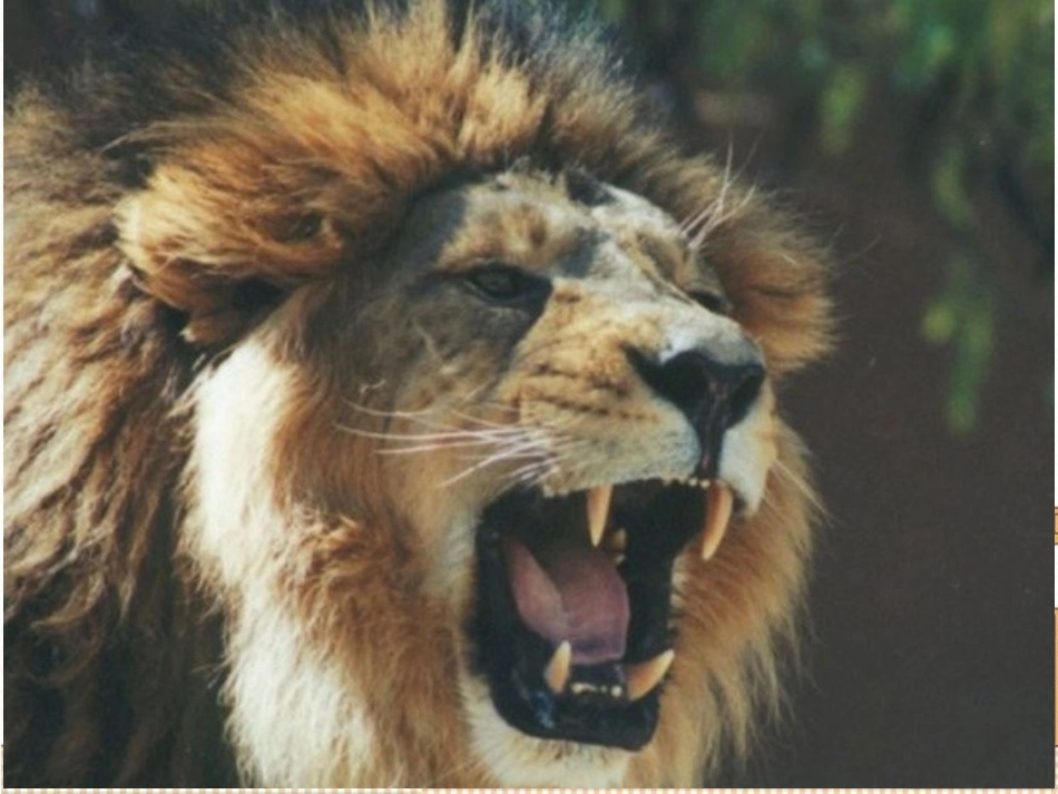 狮子和鹿课件-副本_第1页