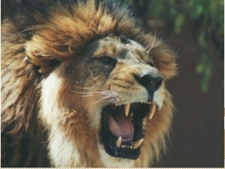 狮子和鹿课件-副本