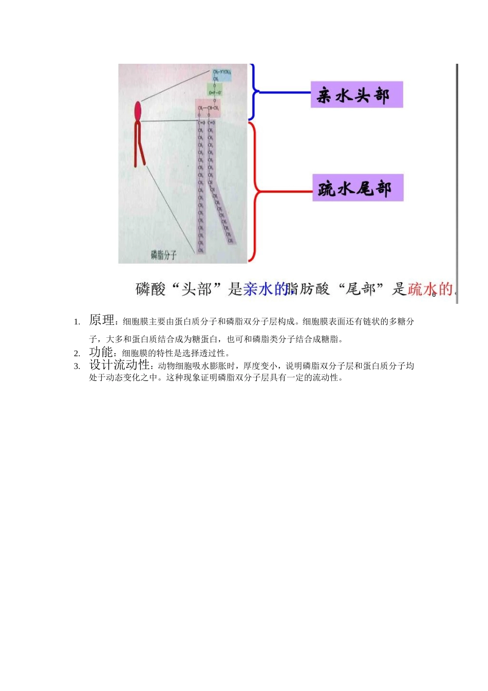 细胞膜的流动镶嵌模型_第2页