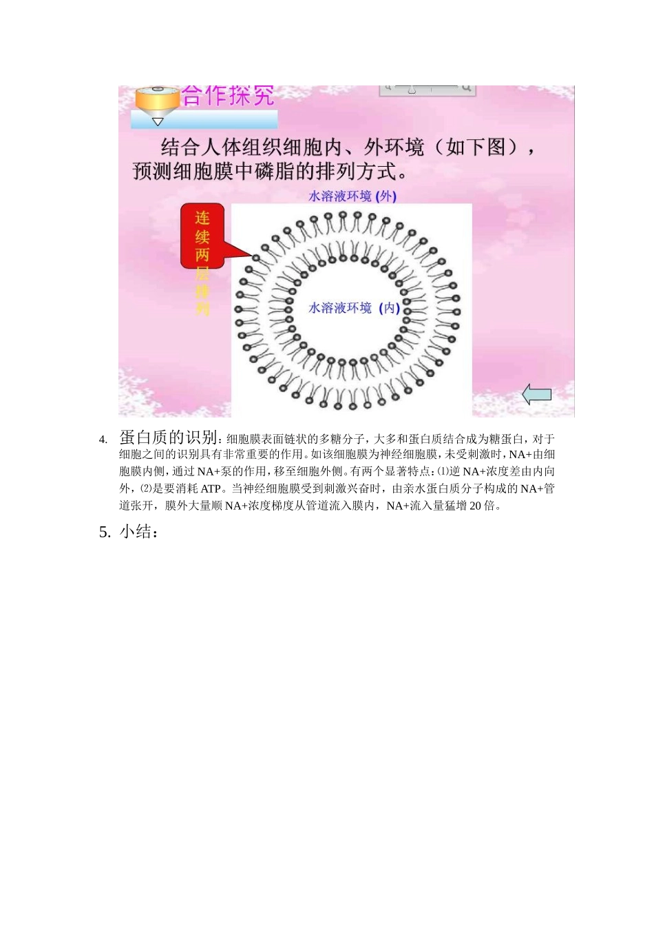 细胞膜的流动镶嵌模型_第3页