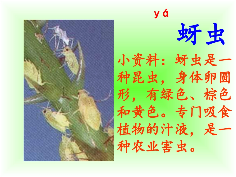 《棉花姑娘》课件_第2页