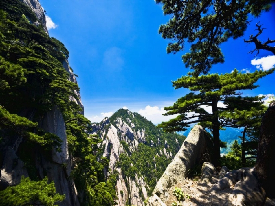 我的《黄山奇松》_第3页