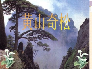 我的《黄山奇松》