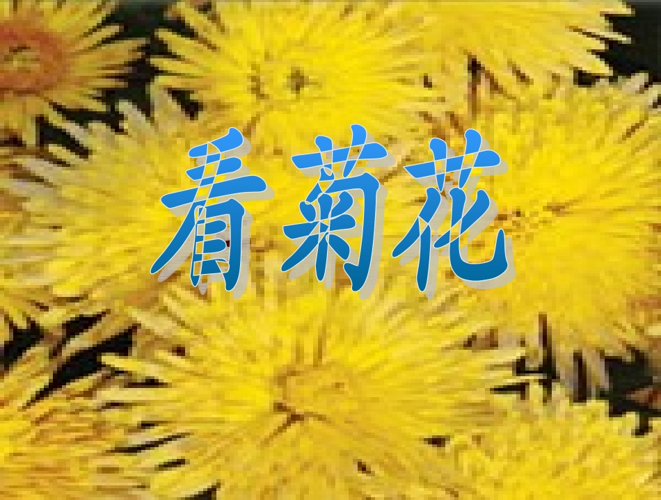一上《看菊花》_第3页