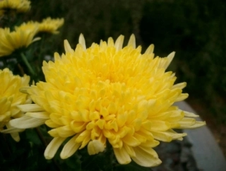 一上《看菊花》