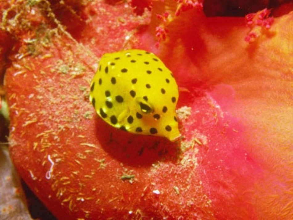 谁画的鱼最大_第3页