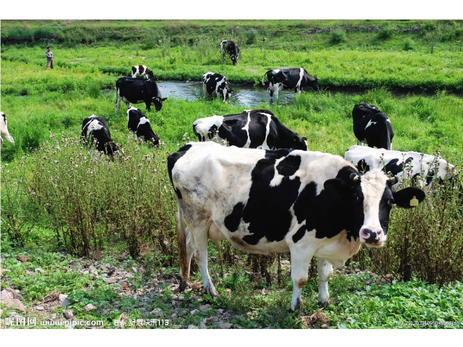 大班美术奶牛功劳大_第2页