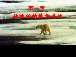 动物体的结构层次li