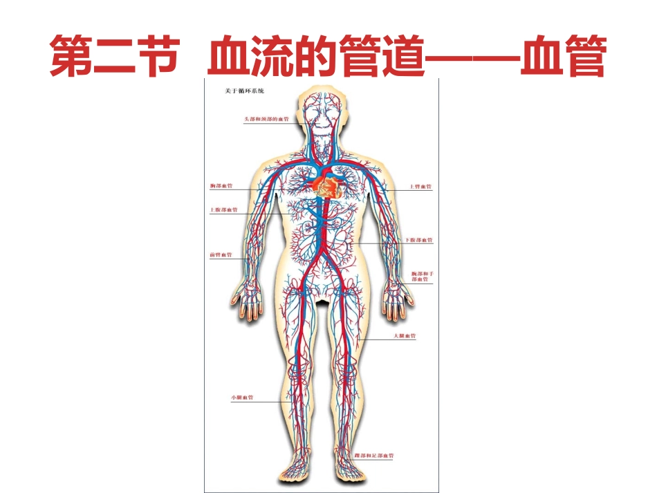 七下生物第四章第二节血管_第1页