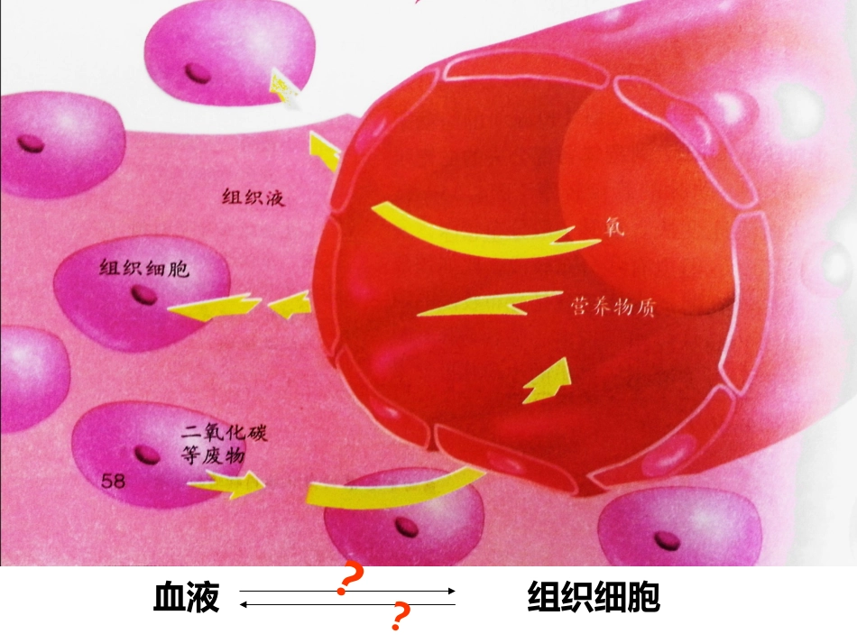 七下生物第四章第二节血管_第3页