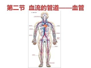 七下生物第四章第二节血管