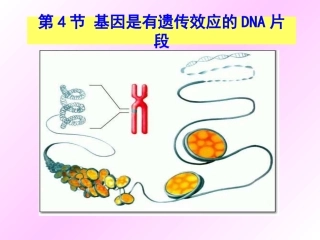 DNA是有遗传效应的DNA片段