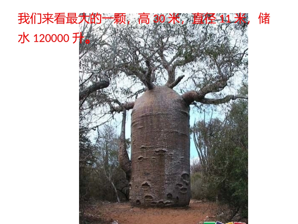 世界奇树异果_第3页