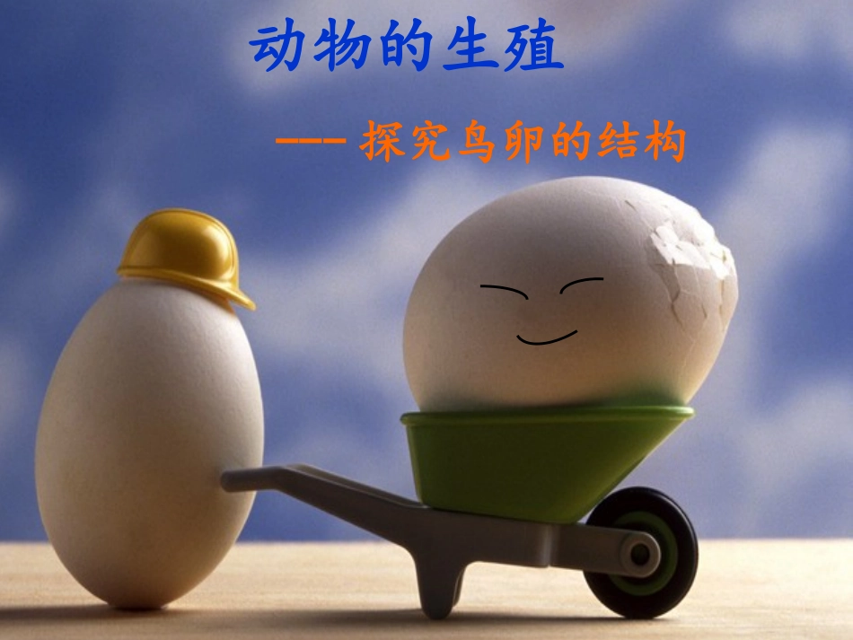 动物生殖（探究鸟卵的结构）_第1页