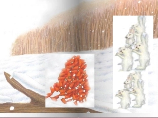 中班小兔子分萝卜