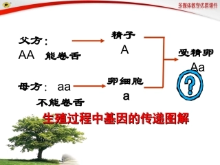 第三节基因的显性和隐性