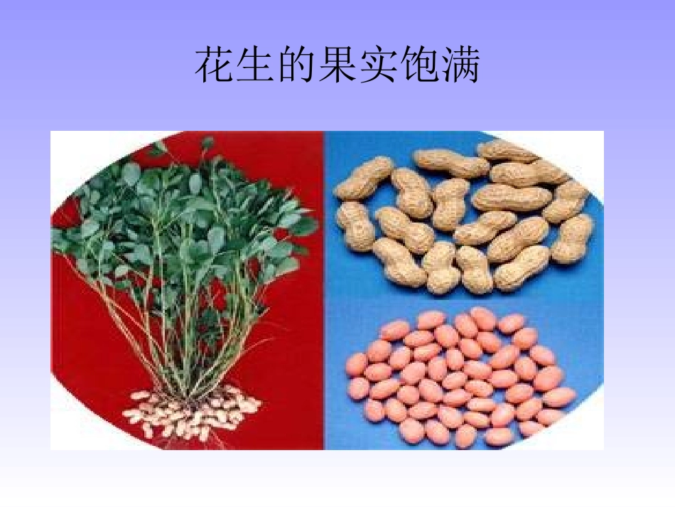 五年级语文上册落花生课件人教新课标版_第2页