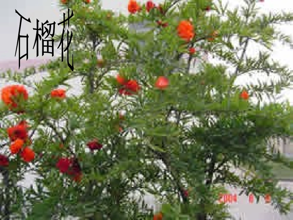 《石榴》郭沫若_第3页