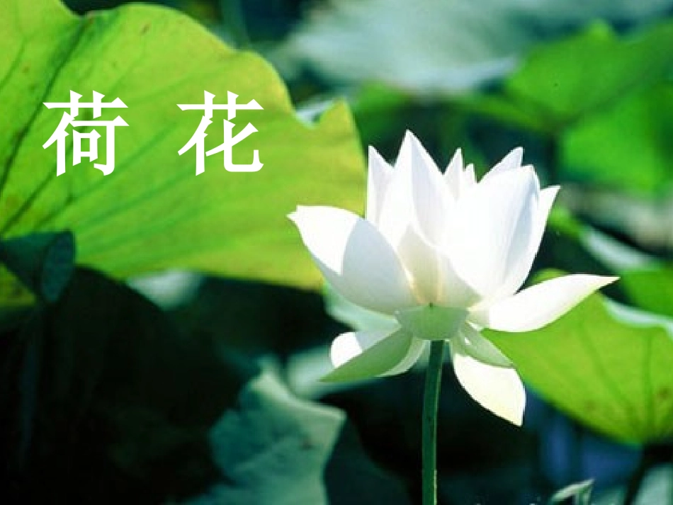 鱼薇《荷花》课件_第2页