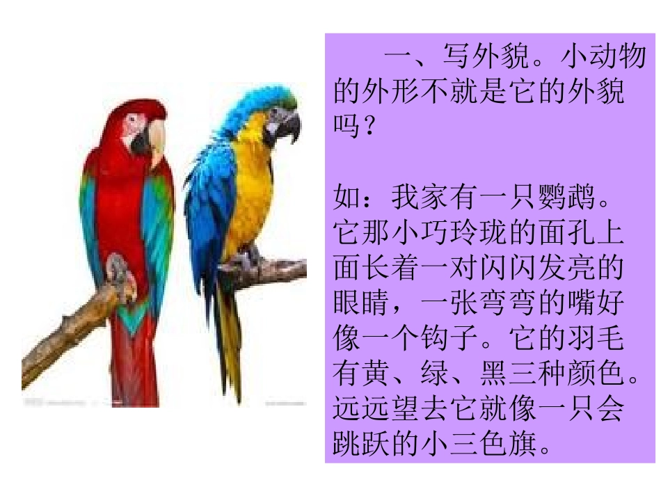 写一种小动物_第2页