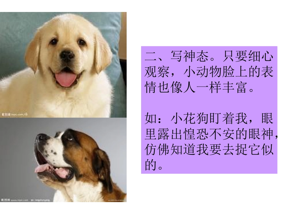 写一种小动物_第3页