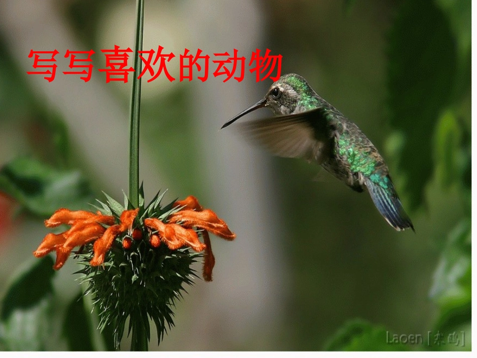 写写喜欢的动物_第2页