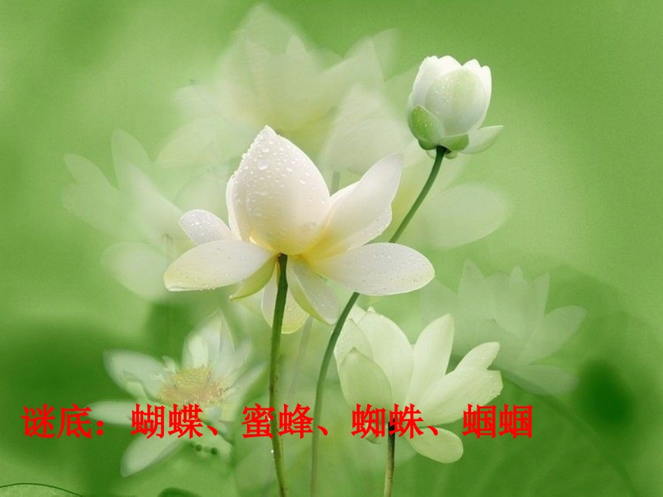 绿色蝈蝈PPT课件_第1页