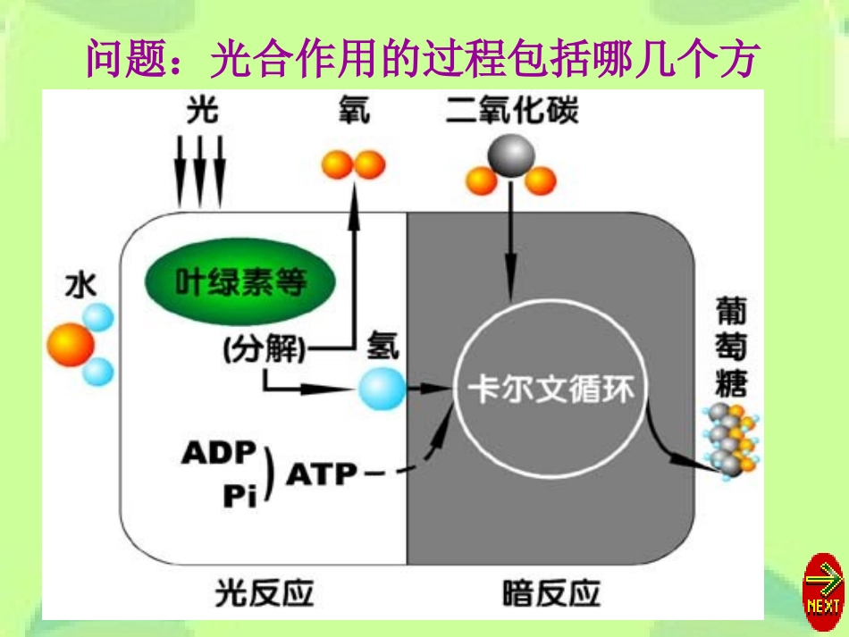 光合作用的过程_第3页