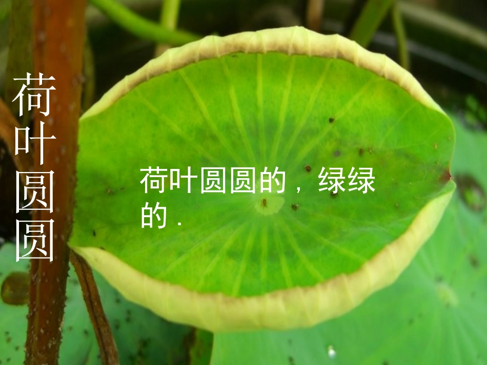 《荷叶圆圆》教学课件_第2页