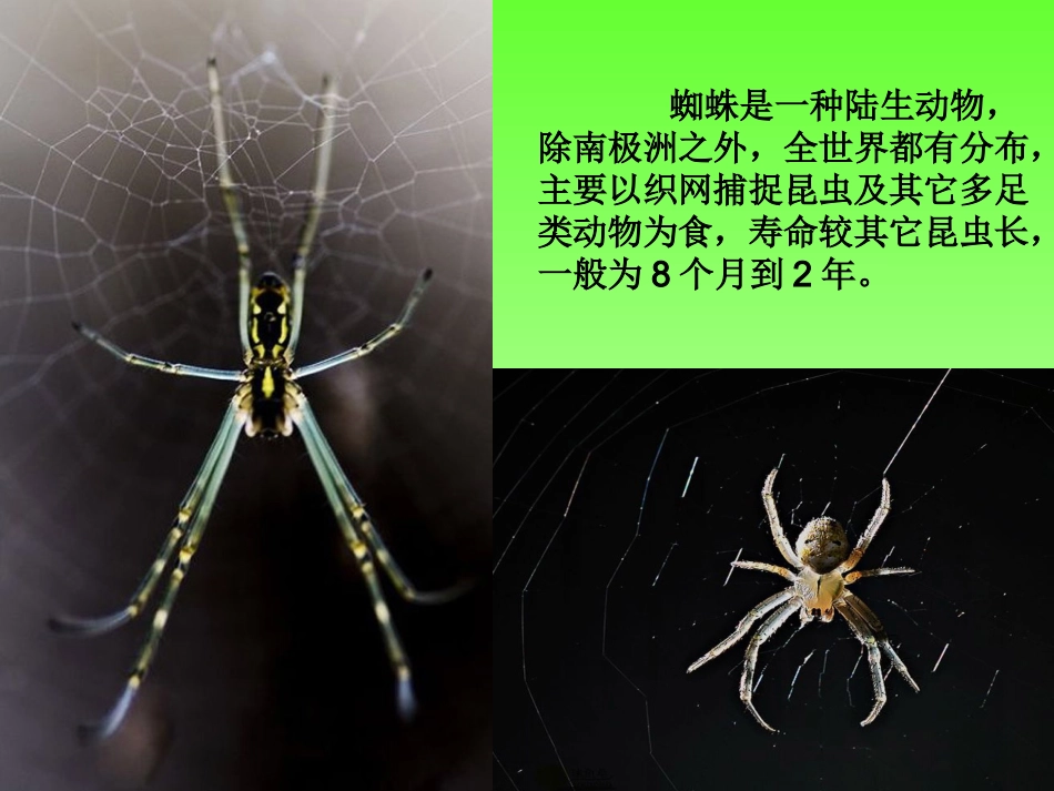 常见动物生活的特点_第2页